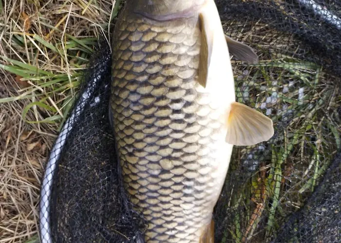 Location Insolite Etang * Oriolles